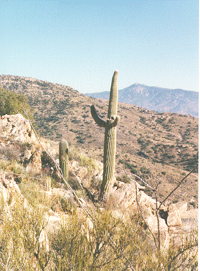 CACTUS2.gif (106040 bytes)