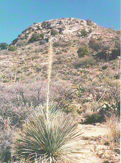 CACTUS3.gif (113608 bytes)