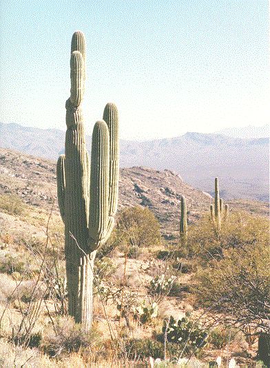 CACTUS4.gif (96858 bytes)