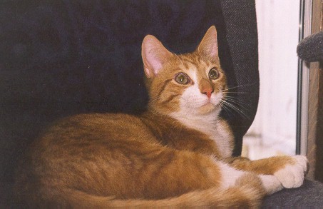 kity.jpg (37121 bytes)